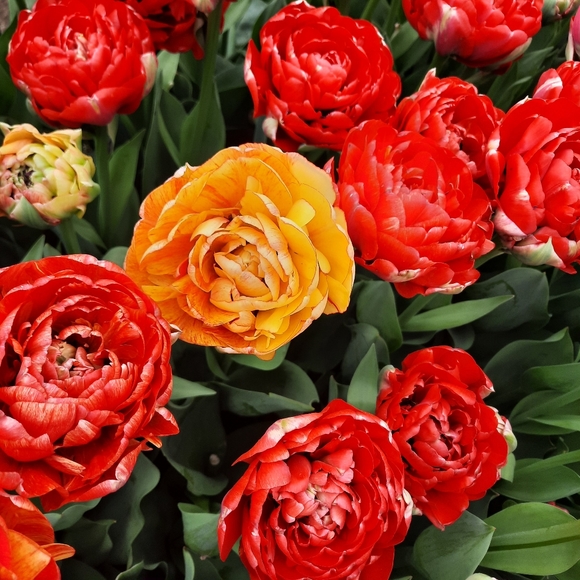 Meet your Posher, Anna - Picture 1 of 1